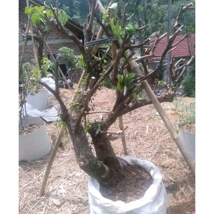 bonsai bugenfil