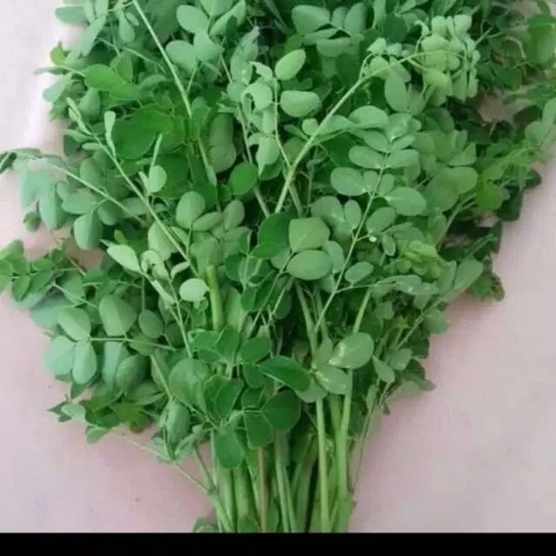 

Daun kelor segar 100gram obat herbal di petik dadakan
