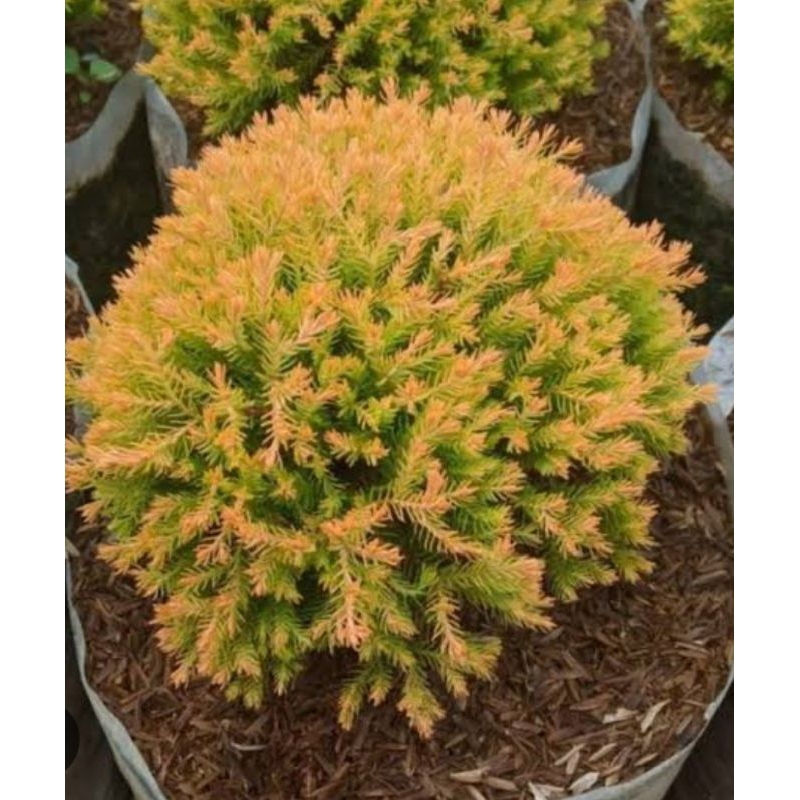Cemara golden kuning/ tanaman hias Cemara golden hidup