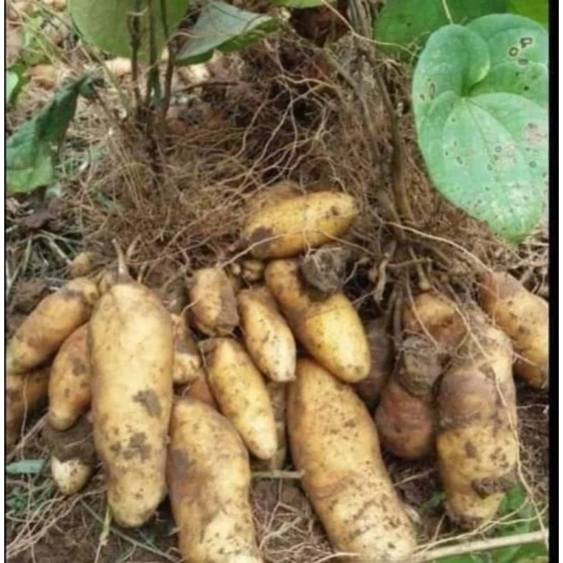 

Umbi Gembili atau umbi Bili 1kg