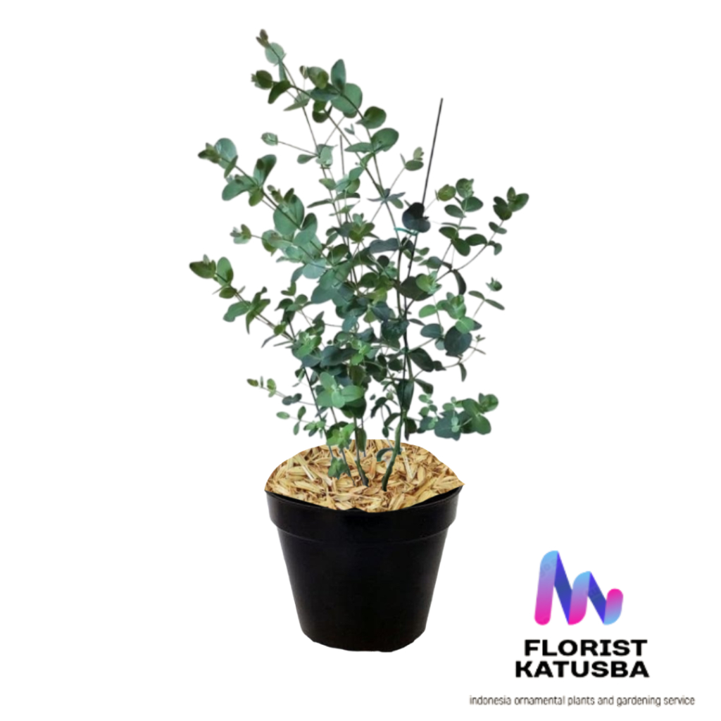 tanaman silver dollar perak Eucalyptus cinerea