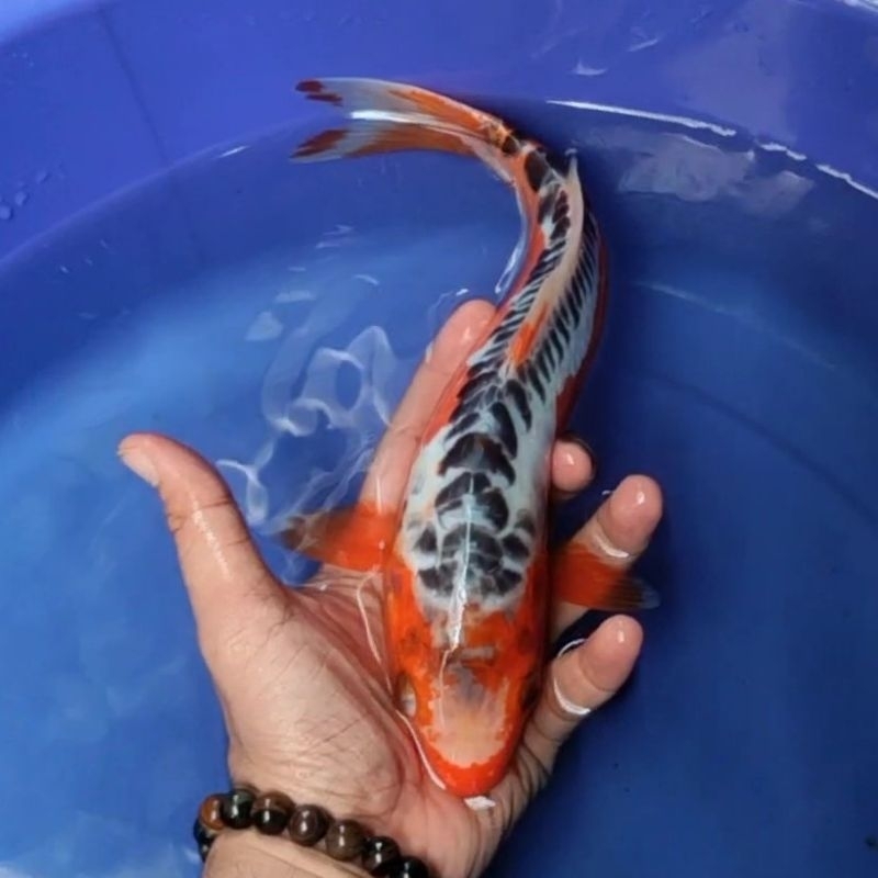 Ikan Koi F1 / Dari Indukan Import / Rumah Koi Jakarta / kode 006