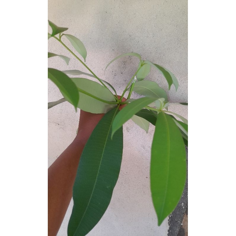 

Daun pule segar (daun + batang)