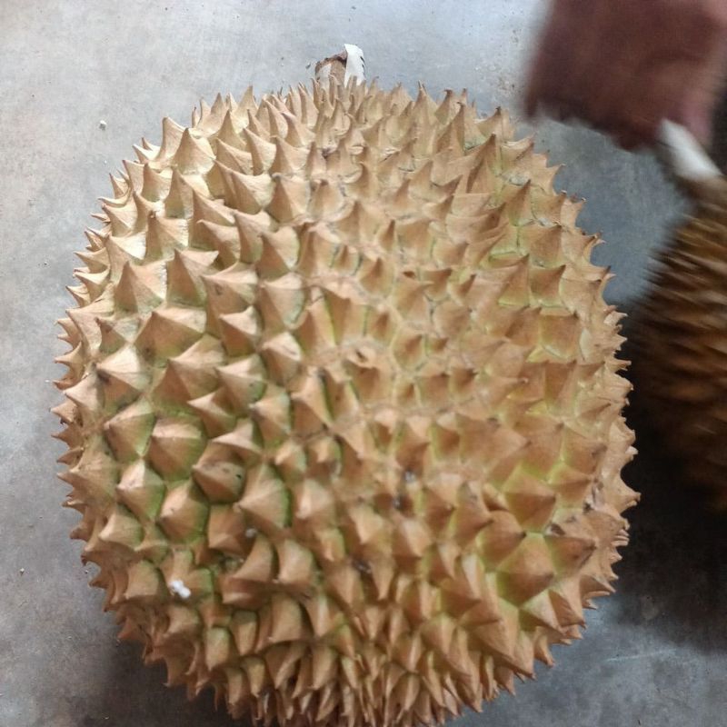 

orderan Durian TIKA