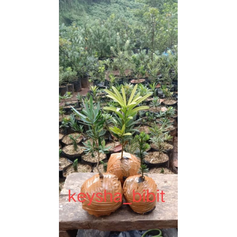 3jenis lohansung ori jenis impor mutiara. yelow. merah