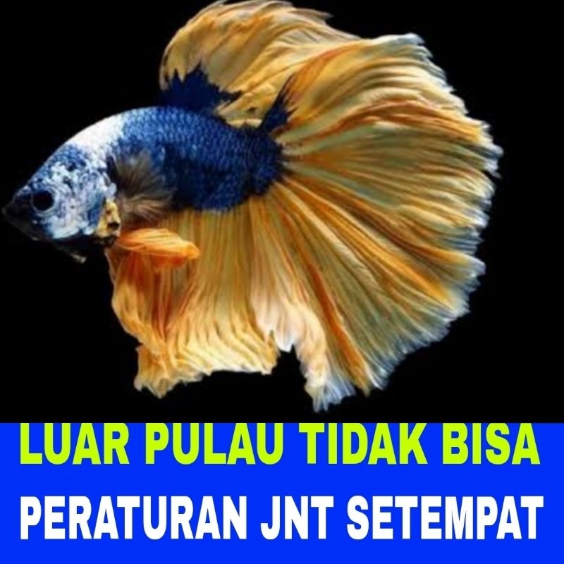 ikan cupang halfmoon szL  isi 5 bergaransi