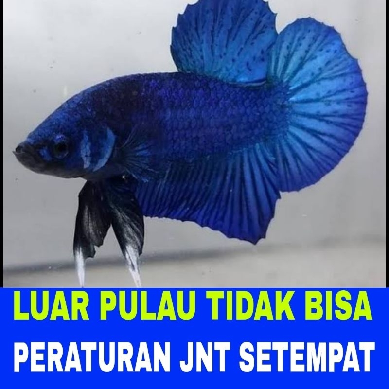 ikan cupang plakat dragon isi 5
