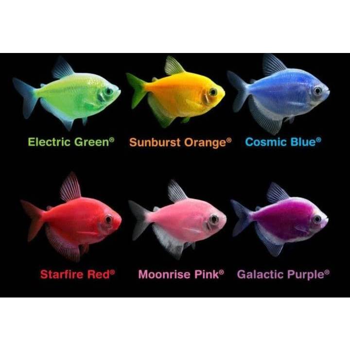 ikan hias warna warni