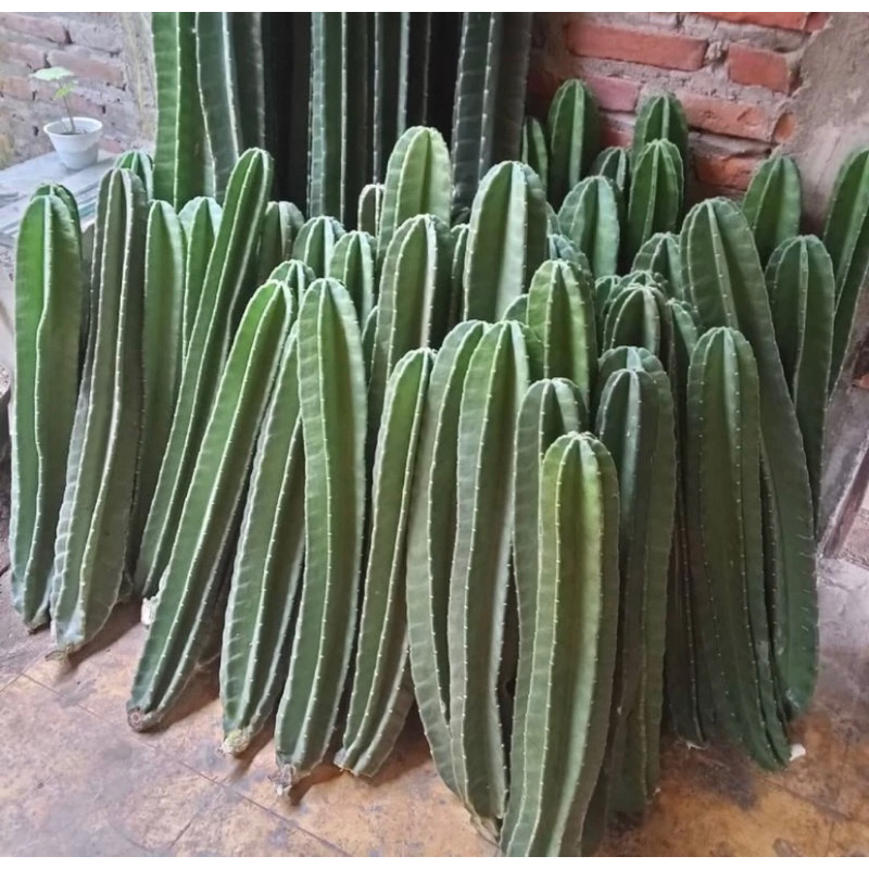 Tanaman Kaktus Koboi Kualitas Premium Tidak Mudah busuk / Tanaman Hias Kaktus koboi / Pohon Kaktus K