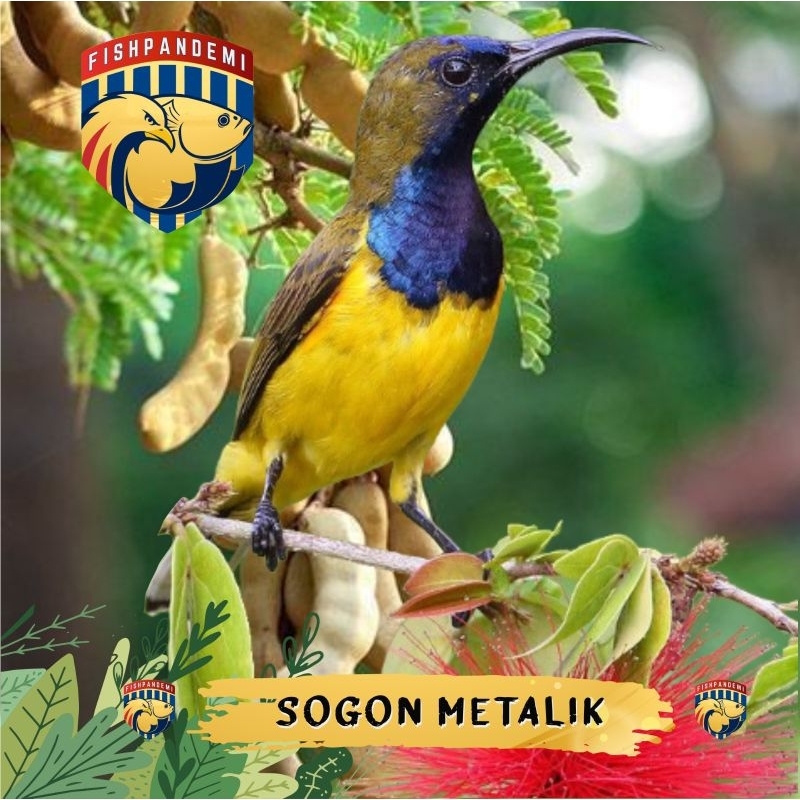 Sogon Metalik Jantan