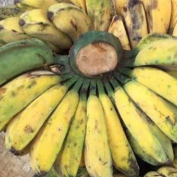 

Jaman Nw Pisang Kepk Per Sisir 33