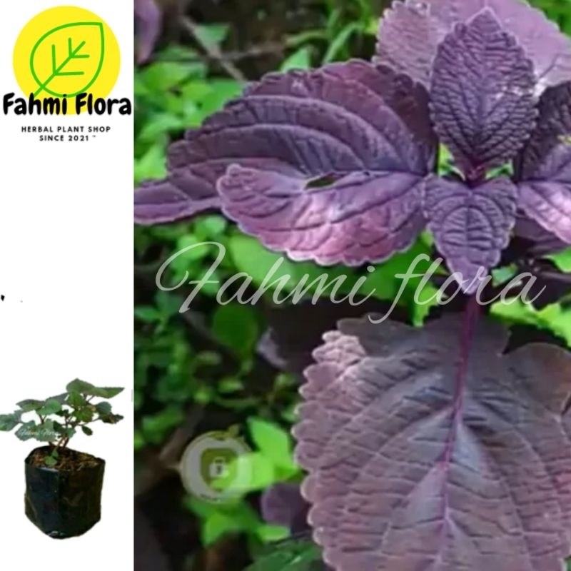 MIANA UNGU (Coleus scutellarioides (L.) Benth)