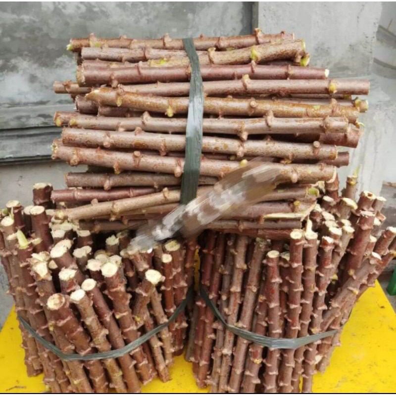 PROMO MURAH BIBIT SINGKONG KEJU ISI 20 BATANG