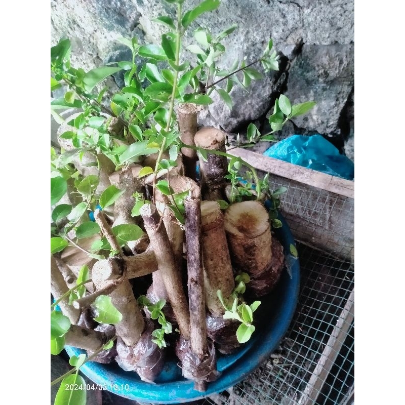 bahan bonsai sancang cangkok original batang besar