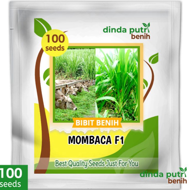 Update Benih Rumput mombaca F1 bibit pakan ternak super  biji rumput mombaca 1 benih