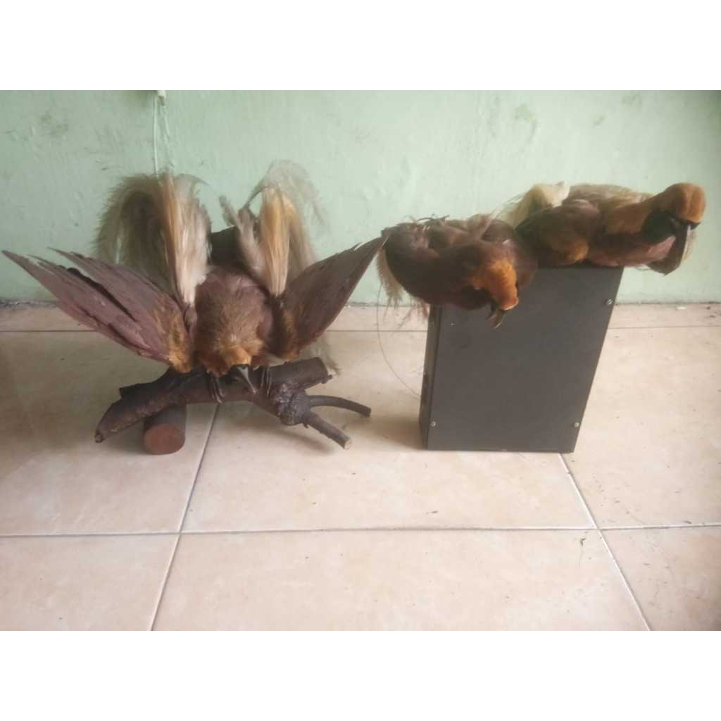 Burung Cendrawasih Pajangan