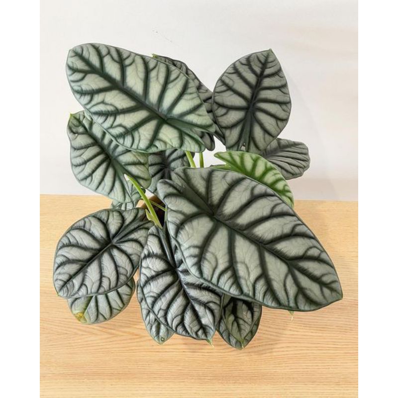 Alocasia Dragon Silver Rimbun/Alocasia Dragon Silver  Dewasa