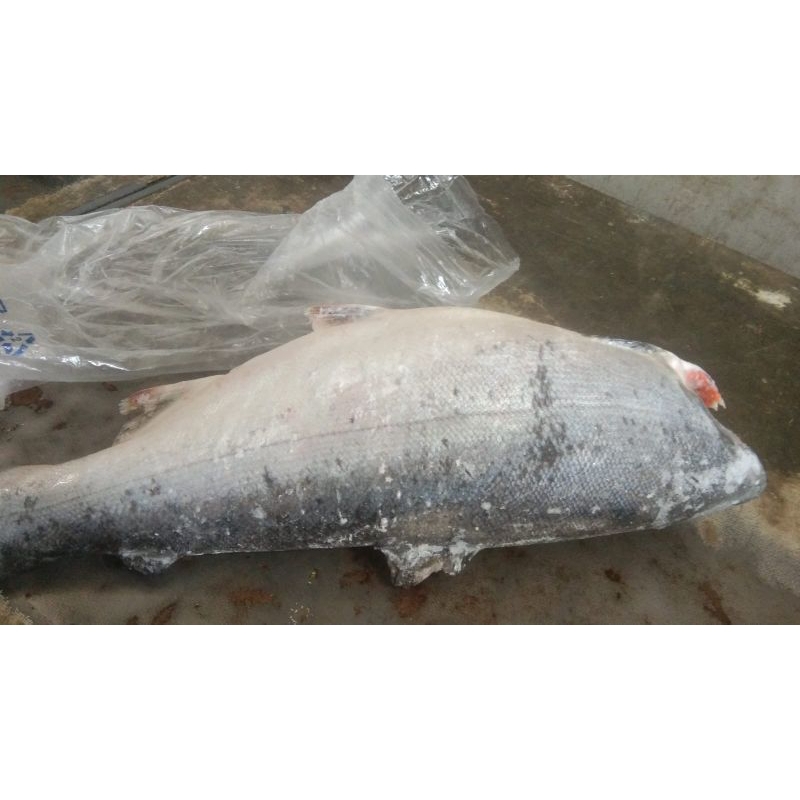 

Ikan Salmon Utuh Bersih Isi Perut Kemasan 1Kg Fresh Frozenfood