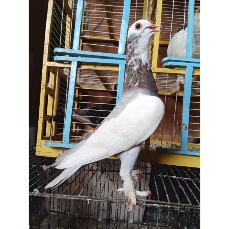 merpati hidup jembros kolongan rumahan