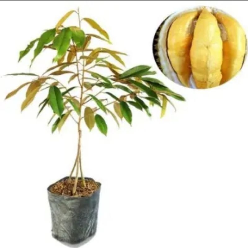 bibit durian musangking kaki 3 okulasi