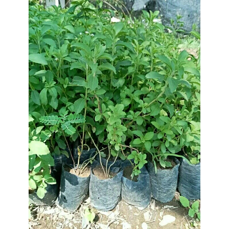 Bibit Tanaman Herbal stevia-pohon Stevia Daun manis