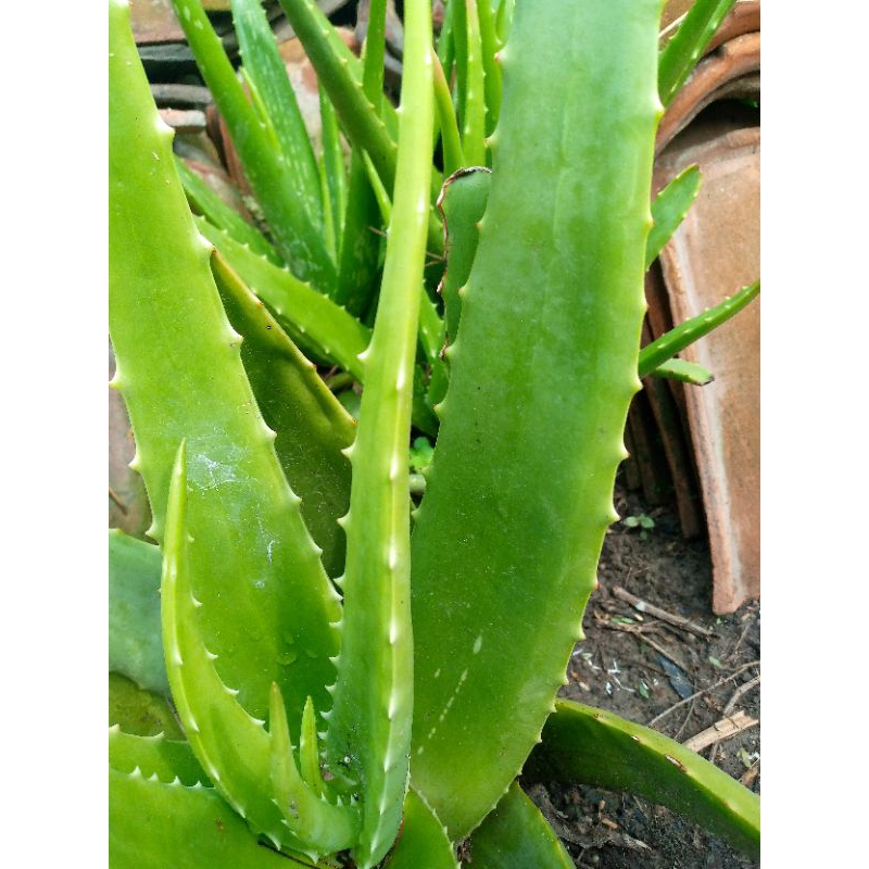 LIDAH BUAYA/PELEPAH LIDAH BUAYA/ORGANIK