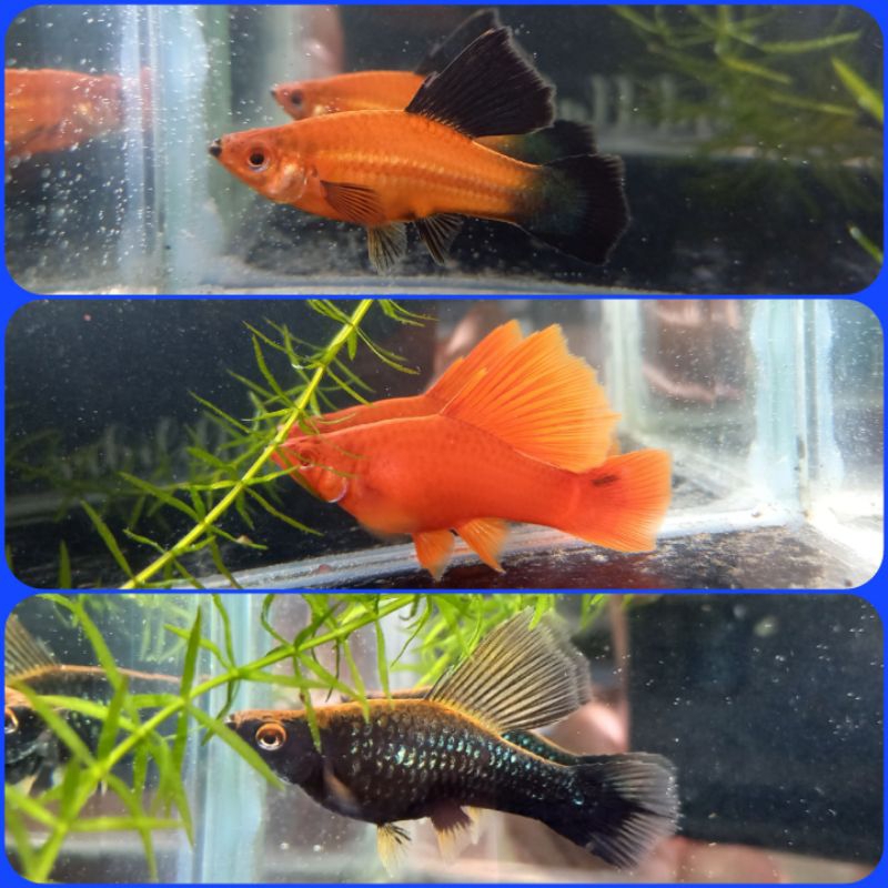 paket breeding Ikan Swordtail 4 pasang (bloodred, Firecracker, Hamburg, Redwag, Highfin, Lowfin 4 Pa