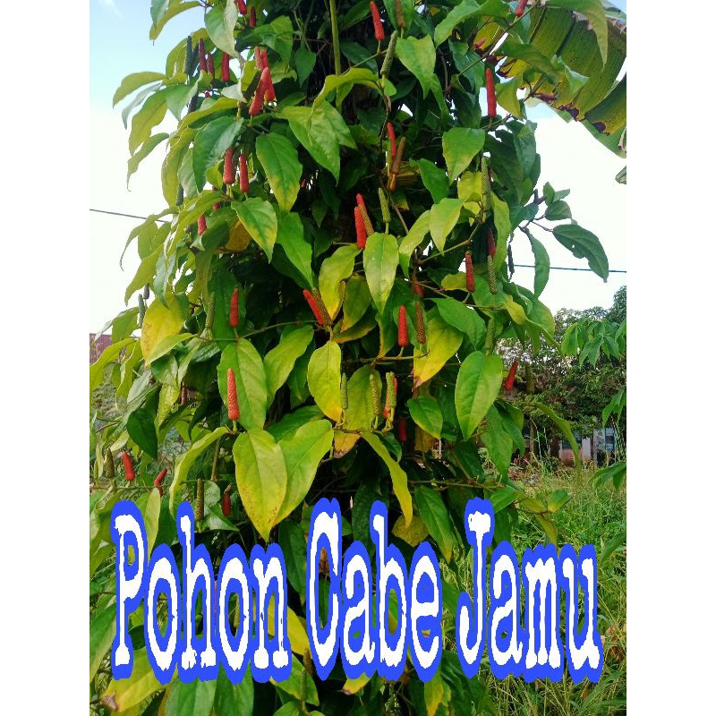 

cabe jamu/ cabe jawa kering