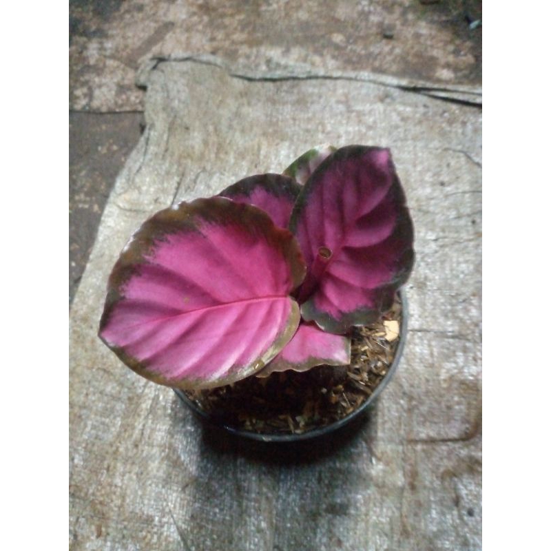 calatea Crimson