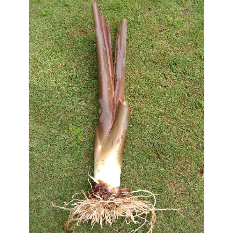 

Lompong sayur Talas sayur ungu Talas Hitam pulen 500gr