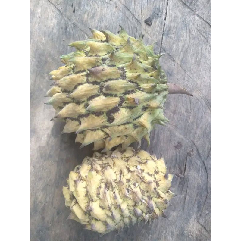 bibit besar srikaya biriba