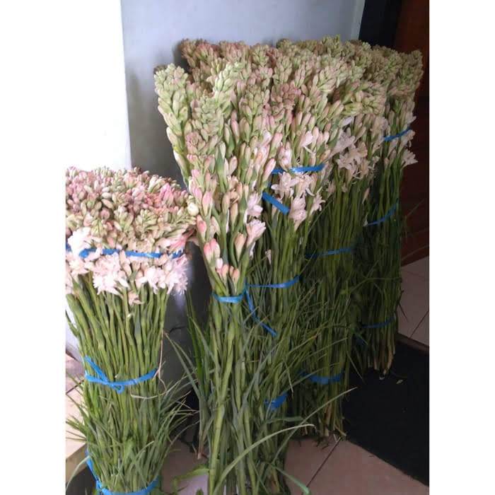 Bunga Tangkai Bunga Sedap Malam Wangi Segar