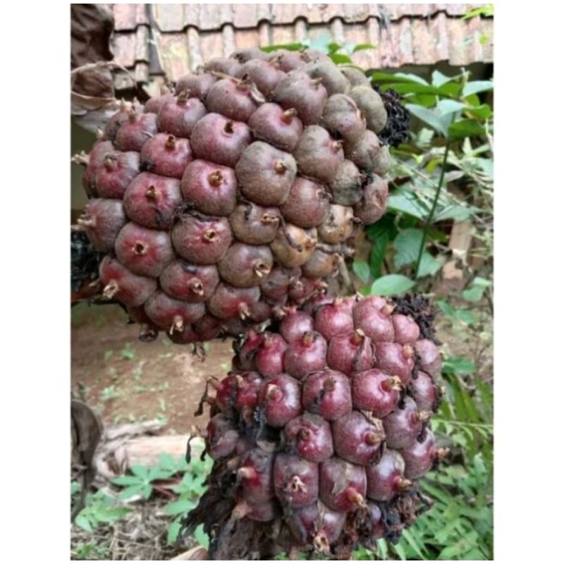 

buah honje merah langka 500gram