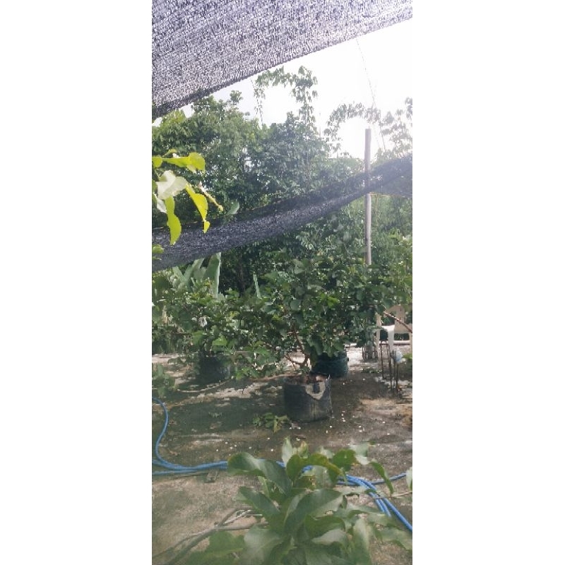 

jambu kristal