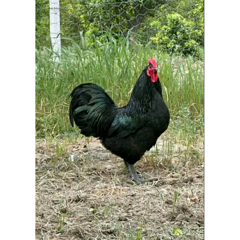 

Telur Ayam petelur handal black australorp ory impor pure line untuk di tetaska