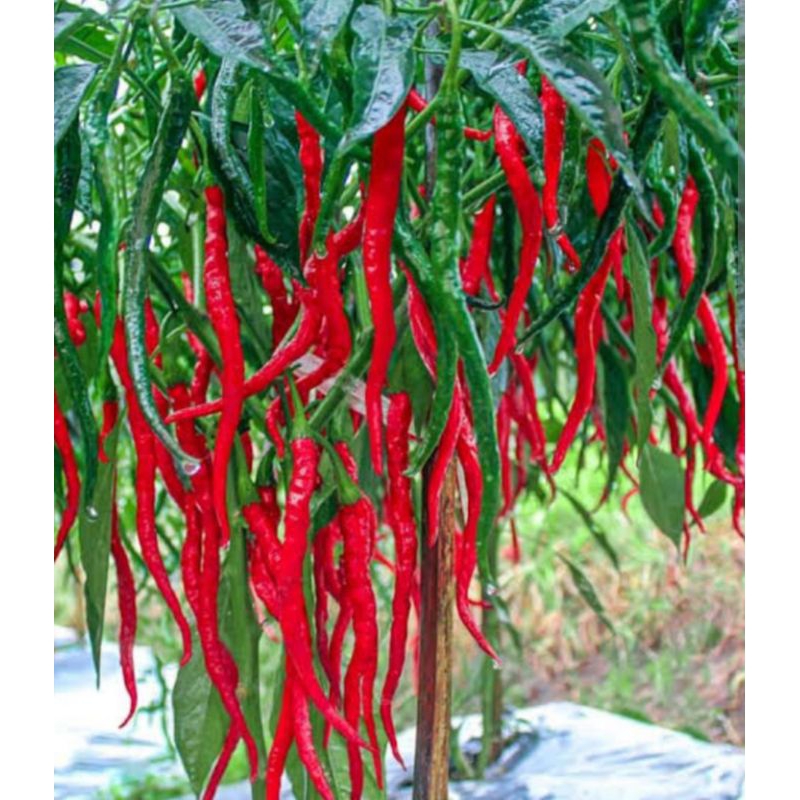 

cabe keriting merah_200gr