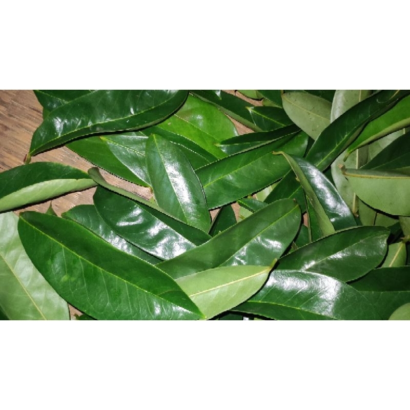 

daun sirsak segar