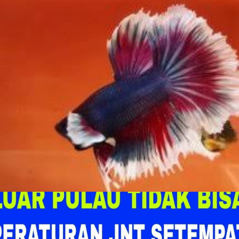 ikan cupang big ear bergaransi