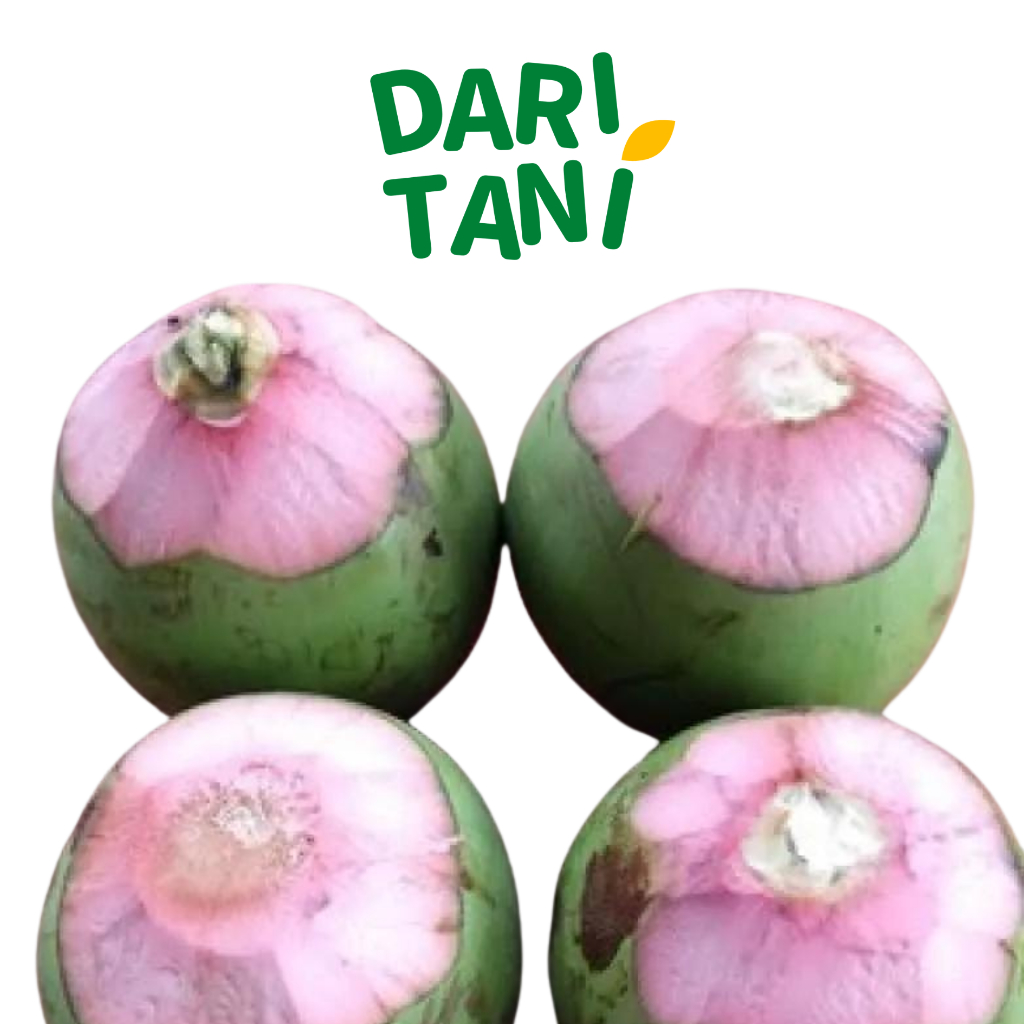 

DariTani Kelapa Hijau Kupas
