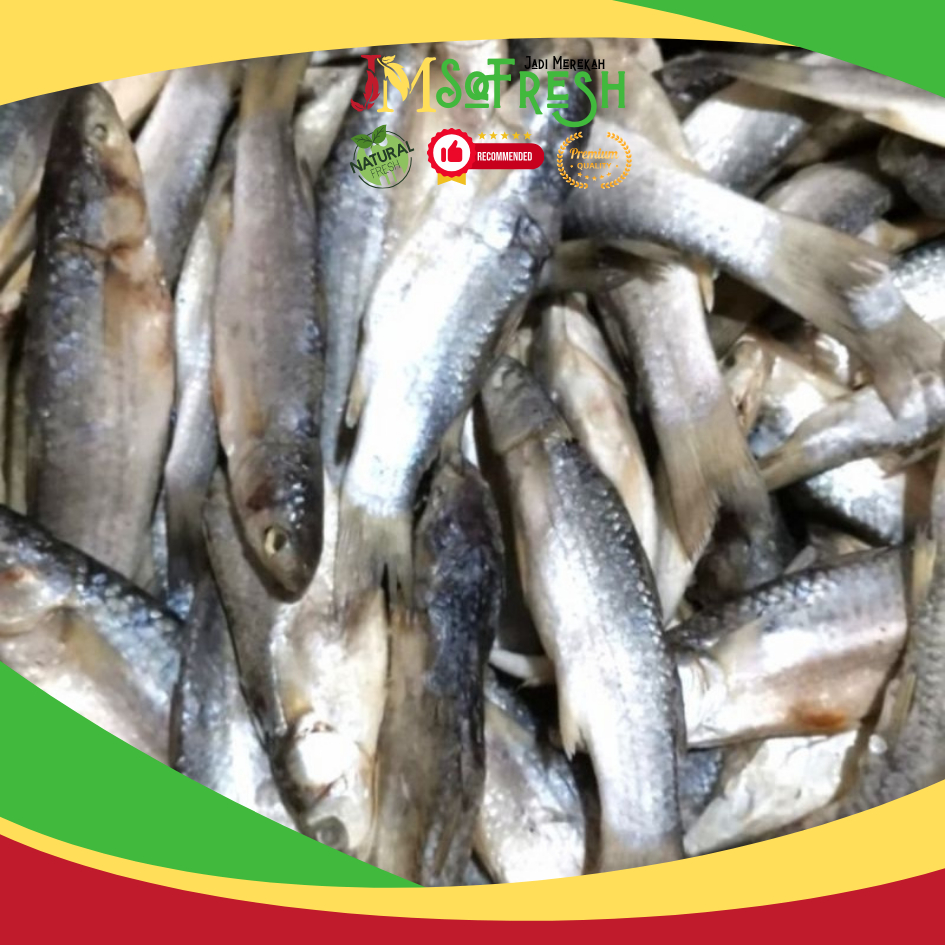 

[JM-Sofresh] Ikan Asin Sisik Kaca / Ikan Asin Tembang