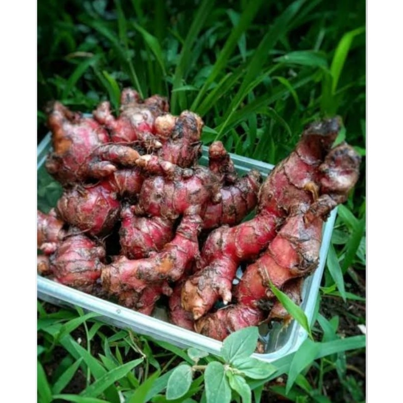 

jahe merah segar 1KG