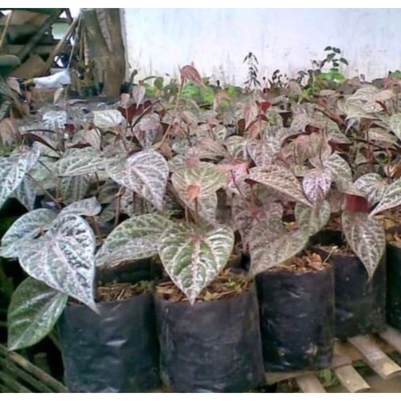 sirih merah/ bibit daun sirih merah/ daun sirih / tanaman sirih