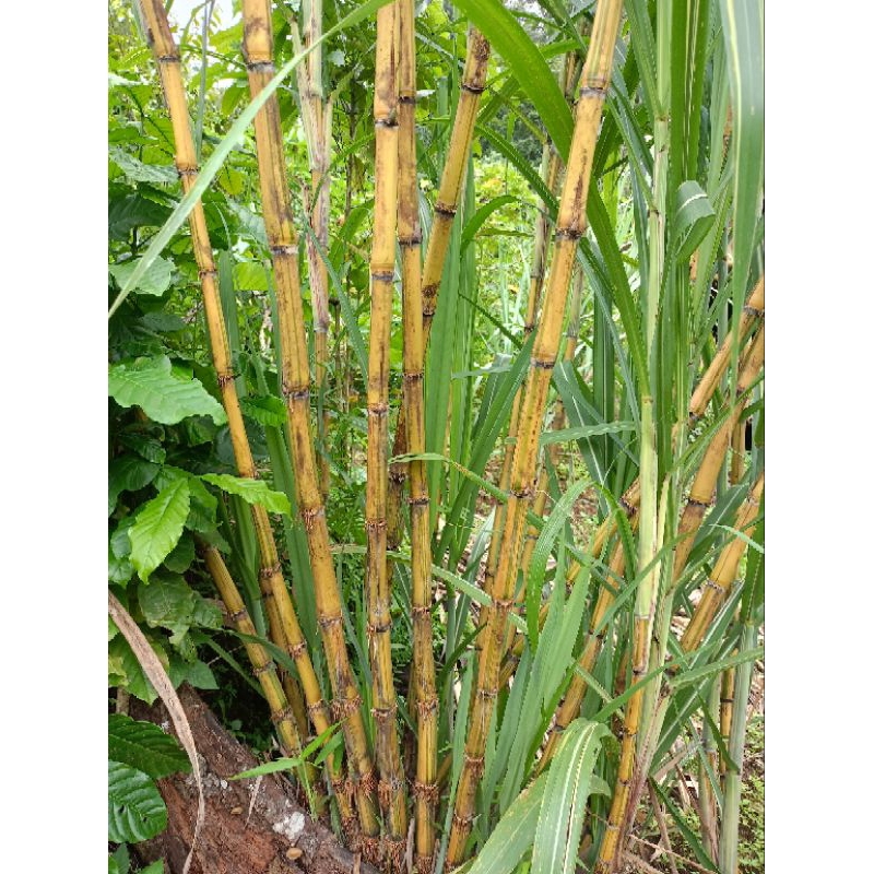 

Tebu kuning segar konsumsi per 1 kg