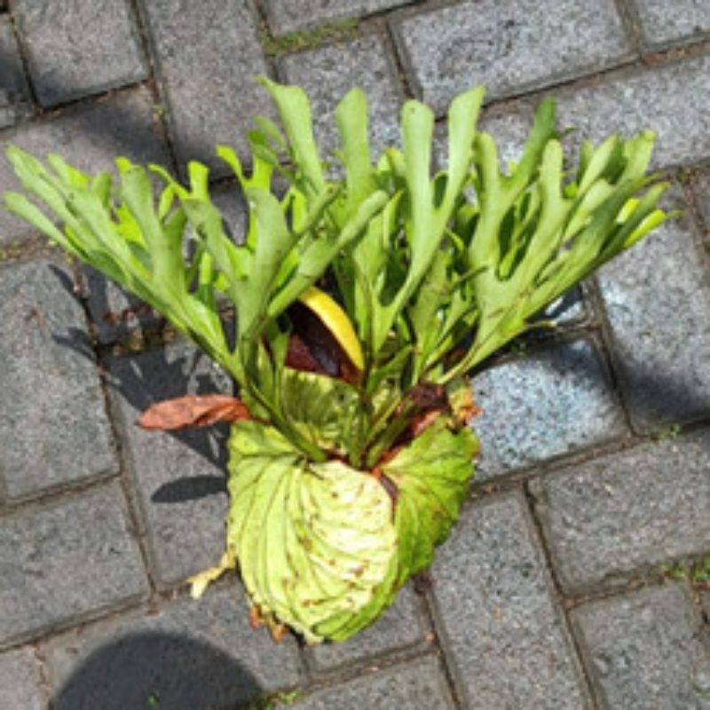 TANAMAN TANDUK RUSA UK M.platycerium ridleyi ukuran M sedang.