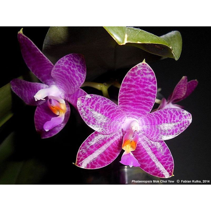 Phalaenopsis mok Choi yew ( violacea x gegantea)