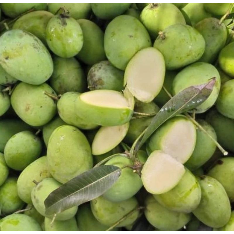 

Buah Mangga Rujak Fresh 1kg