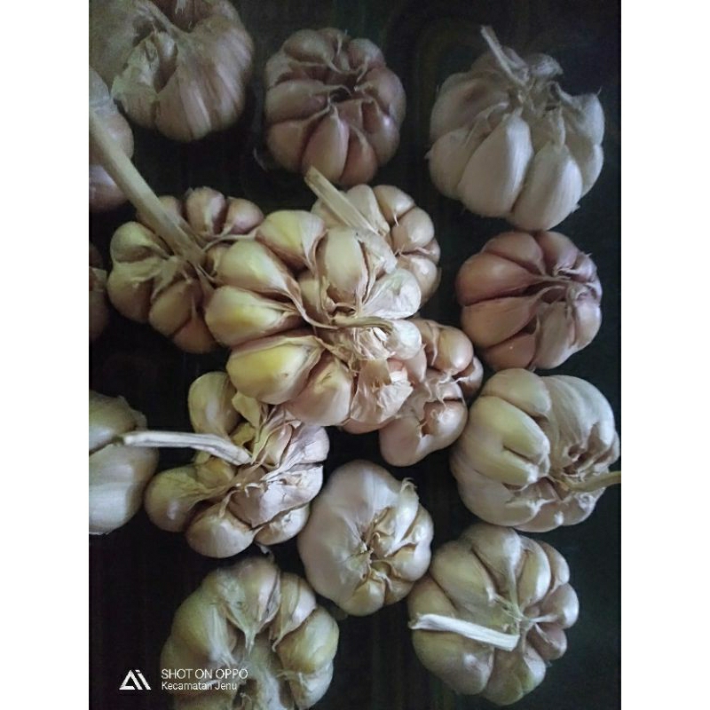 

bawang putih