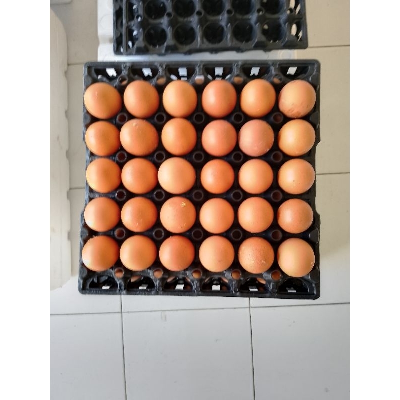 

TELUR AYAM BESAR & SUPER+