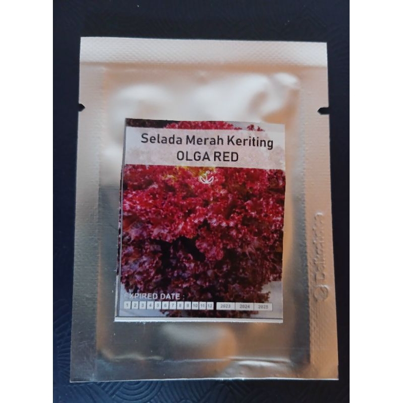 bibit benih selada merah keriting