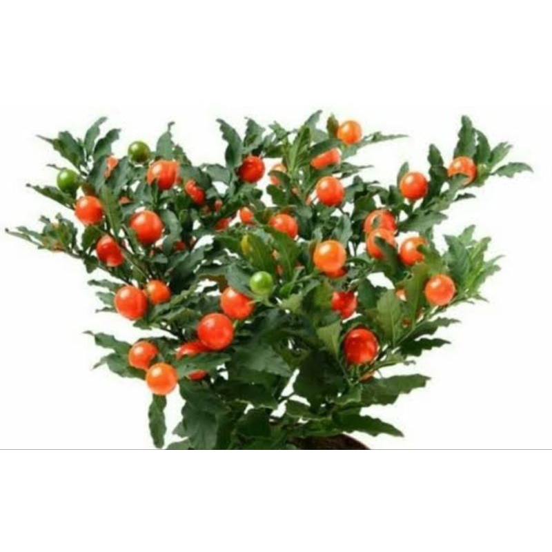 tanaman tomat hias/tomat krismil